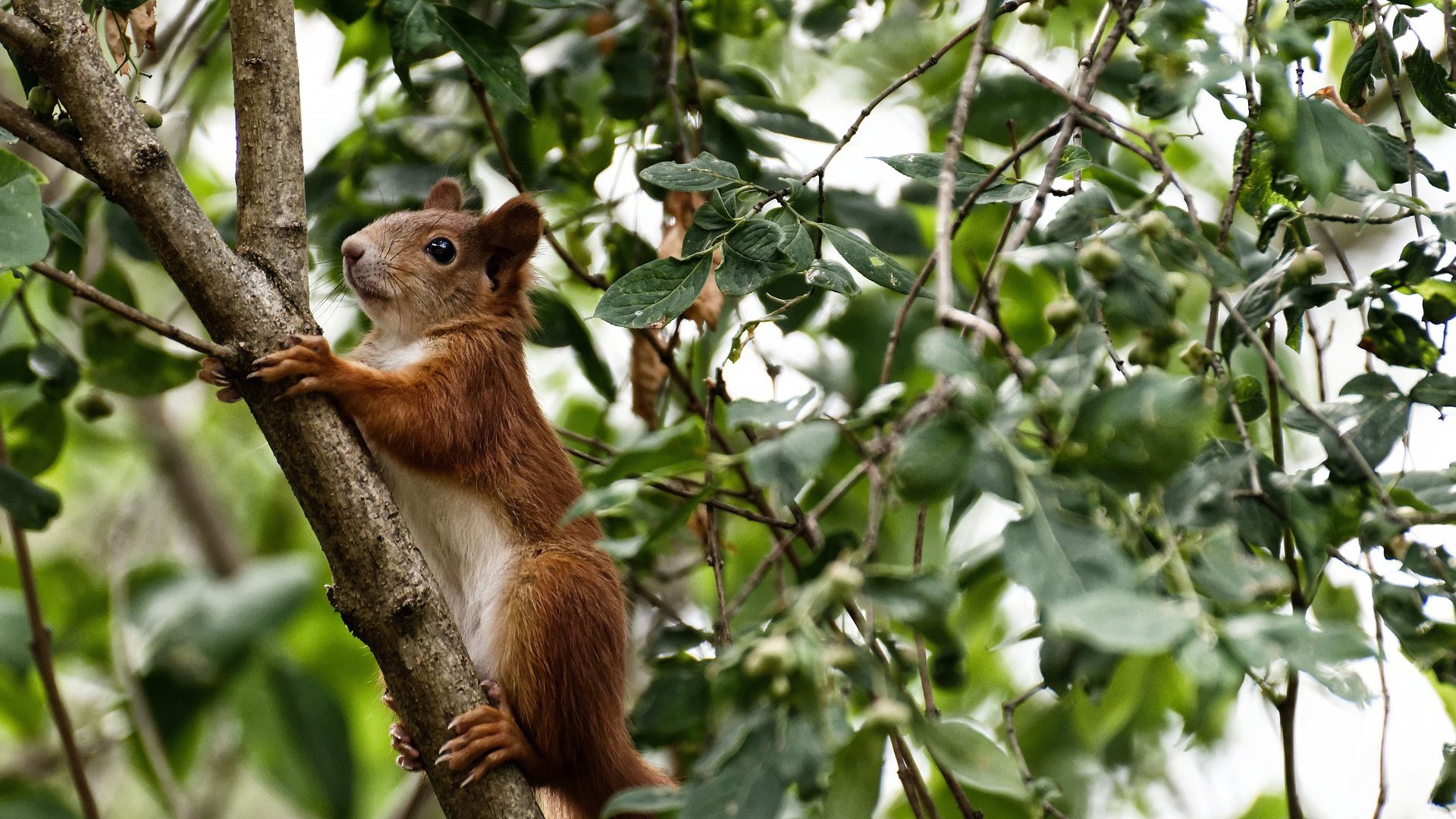 《2025英雄联盟季中冠军赛,战火再燃!》,二零二零年英雄联盟总决赛冠军是谁